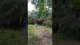 Pikat 1 Jam Dapat 10ekor Burung Kacer