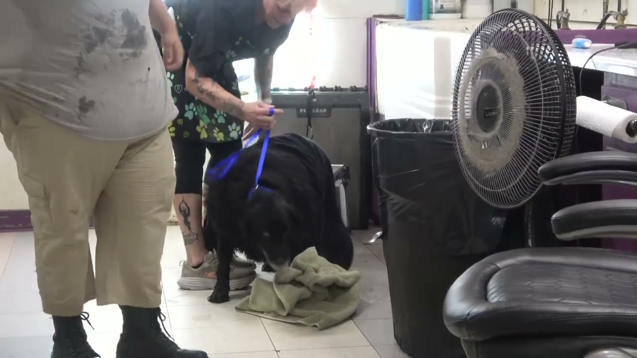 Don't let your dog jump out of the bath tub after bath