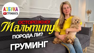 Порода МАЛЬТИПУ!?  груминг, выбор, дань моде