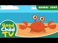 Kids song  clackety clack the crab song  animal songs