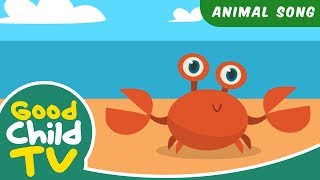 Kids Song - Clackety Clack (The Crab Song) | Animal Songs