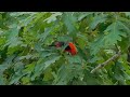 Scarlet tanager at fairystone wilderness area virginia 20 june 2021