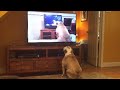 Bulldog Watches Video Of Herself, Her Reaction....Priceless!