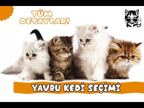 Video: Sizin İçin Doğru Bir Yavru Kedi Nasıl Seçilir