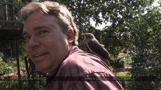 Oxpeckers feeding on human head - South Africa Travel Channel 24