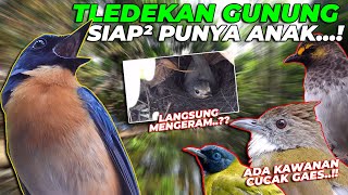 CUCAK WILIS, CUCAK JENGGOT, CUCAK KURINCANG BEBAS DI AVIARY...!! TLEDEKAN GUNUNG MULAI BERSARANG..!