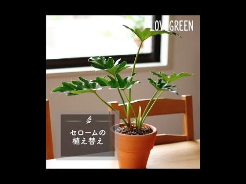 セロームの植え替え Lovegreen動画 Youtube