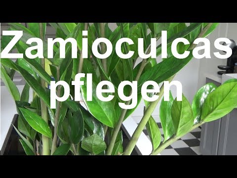 Video: Wie Man Zamioculcas Gießt