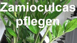 Zamioculcas Glücksfeder pflege gießen vermehren düngen Standort Zamioculcas zamiifolia