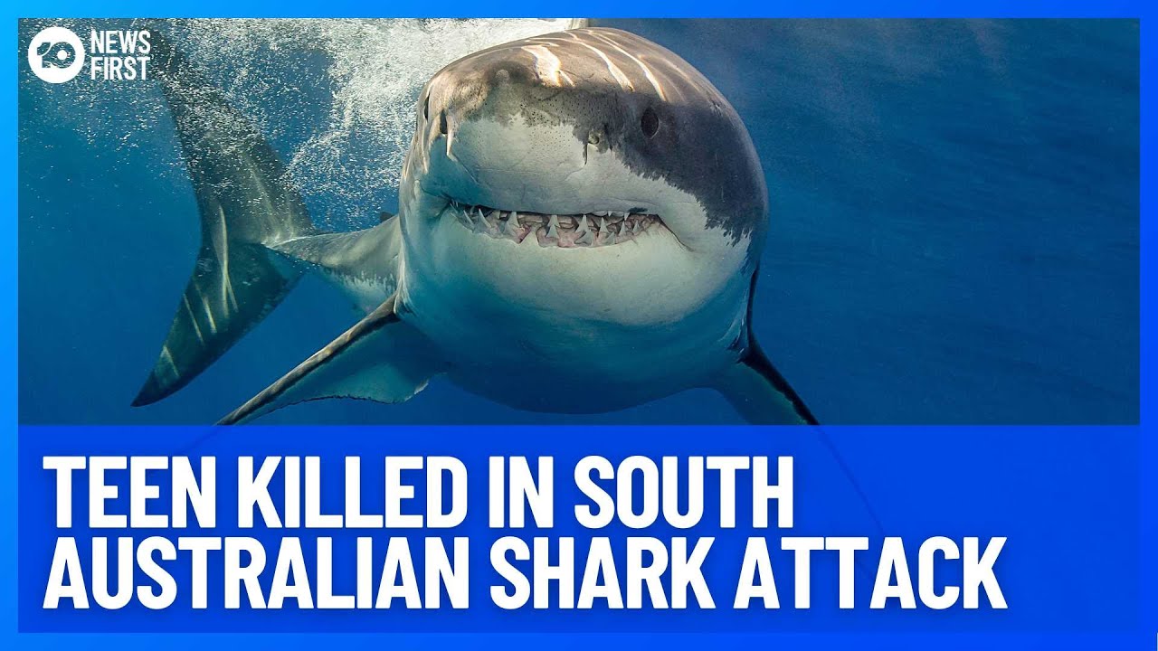 Fatal Shark Attack  10 News First 