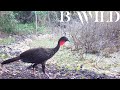 Sounds of Nature - Sonidos de la Naturaleza / Campeche, Mexico