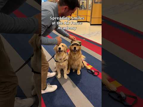 Video: Kära Dogsitter