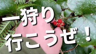 【冬の野いちご狩り】自然の果物探しに行ったらオオフユイチゴを見つけたのよ