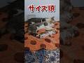 ネッコの動画で癒されたら寝ろwww #2ch #2ch動物スレ #2ch面白いスレ #動物 #犬 #猫 #癒やし #ねこ #ほっこり#ほのぼの