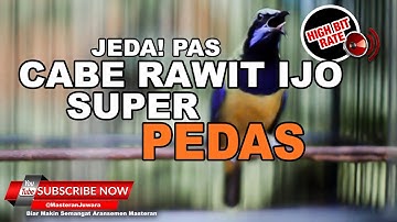 #1🔴Masteran Jeda Jernih Pedas Cucak Cungkok Gacor Full Isian Buka Paruh❗️
