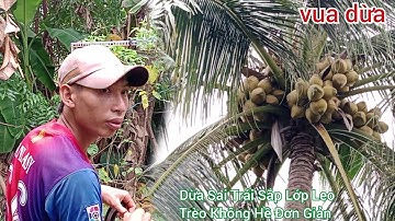 Vua Dừa Miền Tây// cây dừa lửa xưa quá sai trái đóng nhiều lớp rất khó leo trèo không hề đơn giản