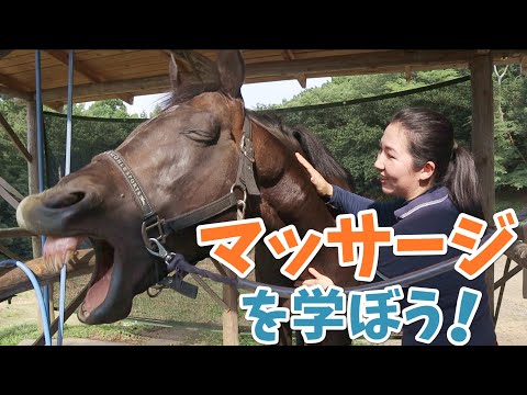 活躍の季節到来！愛馬のお手入れに　ミラクルグルーミングコーム　乗馬　馬術　犬　猫