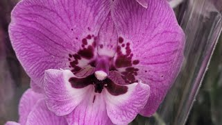 ОБИ порадовал орхидеями