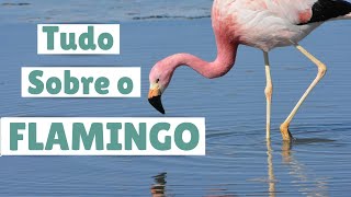 SAIBA TUDO SOBRE OS FLAMINGOS Caracteristicas e curiosidades