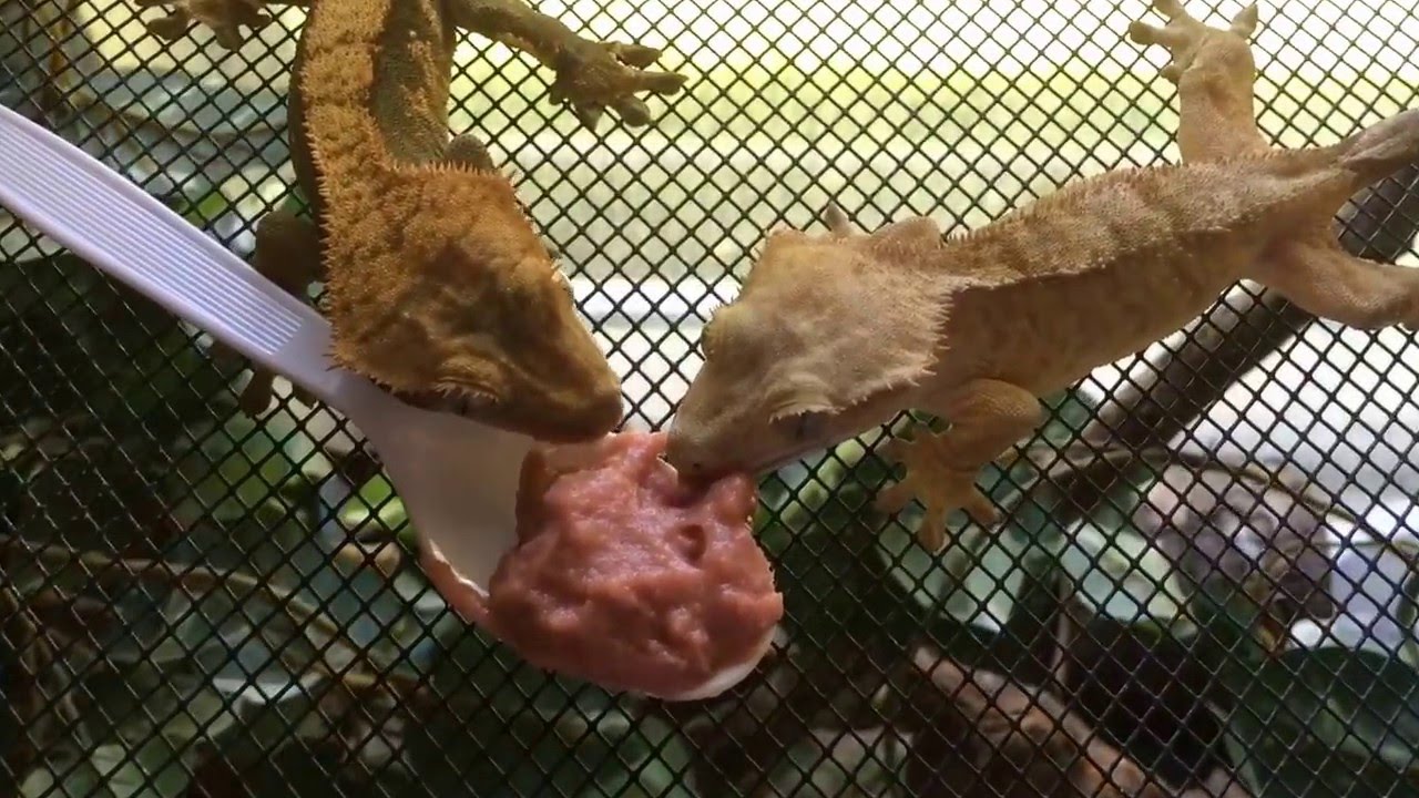 Animal Ark TV feeding video contest