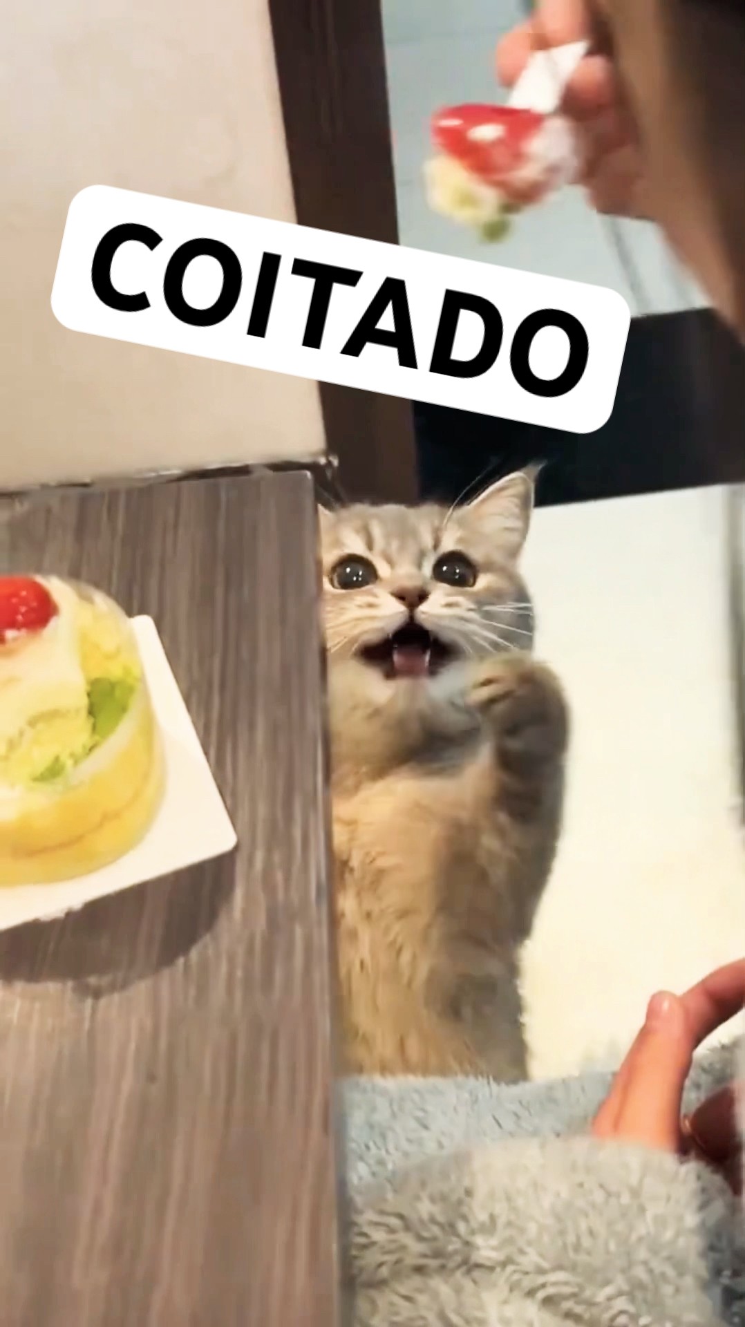 O COITADINHO SÓ QUERIA COMER #shorts ANIMAIS ENGRAÇADOS