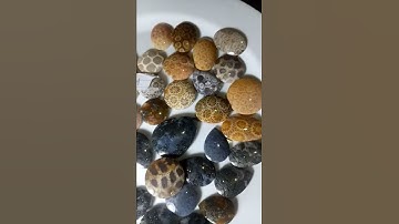 Fossil coral stone
