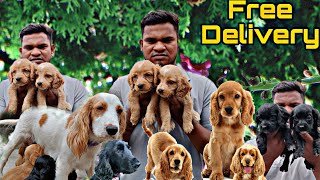 Kalai Pets  | Cooker Spaniel Puppies Very Low Price  | Chennai Free Delivery #dog #cockerspaniel