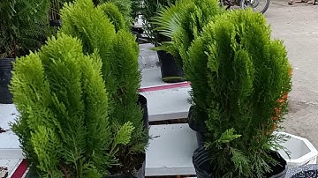 #ToanTAK | Cây Tùng thơm - 1 trong 4 loài cây phong thủy quý nhất