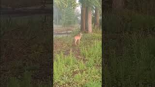 Deer, and a Humid, Hazy Saturday Sunrise. 6-22-24.