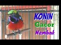 Masteran Kolibri Ninja Konin Gacor Nembak Isian Mewah Tipang Kicau Mp3 - Mp4 Download