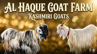 Kashmiri Goats at Al Haque Goat Farm Pune | Palai Open For 2027
