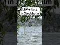 #sweden #scandinavia #nordic #stockholm #summer