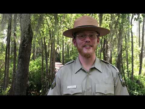 eRanger: Spanish Moss - Stephen C. Foster