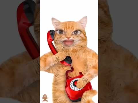 cat 🐈 &
