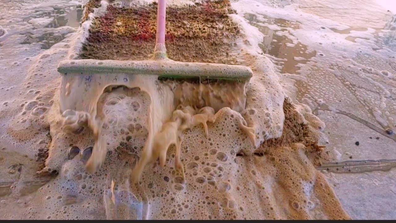 Terribly muddy dirty carpet cleaning (rescue) satisfying ASMR