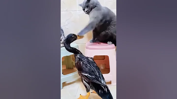 Video 10774181: cat dog animals pets, laugh pets funny cat, animals funniest cats dogs, enjoy funny cats