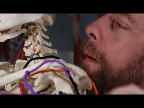What Is The Lateral Neck