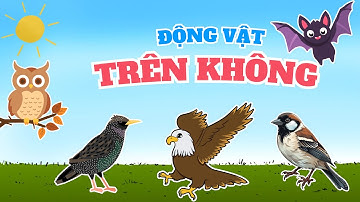 Bé Học Tiếng Kêu Động Vật Trên Không – Đại Bàng, Cú Mèo, Chim Sẻ, Dơi, Vàng Anh | Ruby’s Channel