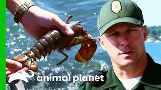 Teenage Fisherman Caught With Illegal Breeding Lobster | North Woods Law