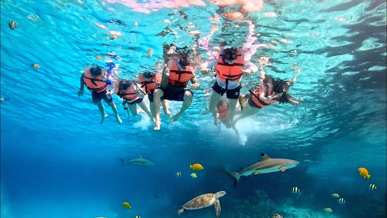 ¿NADAMOS CON TIBURONES?🫢🦈| 2da PARTE 