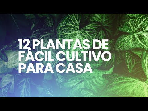 Vídeo: A Que Plantas Pertence O Dente-de-leão?