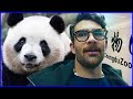 Hasanabi Visits Pandas at Chengdu Zoo 🐼
