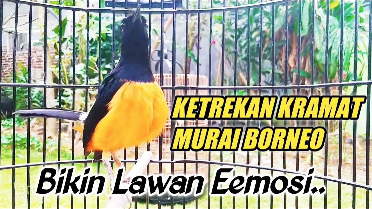 BORNEO BUNYI EMOSI !!! AMPUH BIKIN MURAI LAIN JADI NYAUT GACOR !!!