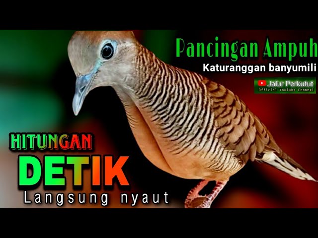 PERKUTUT LOKAL GACOR suara besar - MENGUNDANG BUNYI SEMUA JENIS BURUNG PERKUTUT (PASTI NYAUT) class=