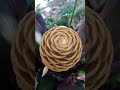 Zingiber spectabile flower plant