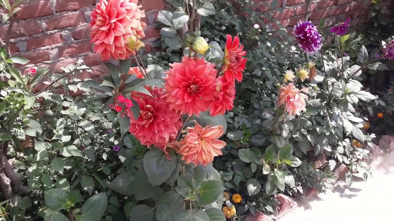 big size dahlia flowers