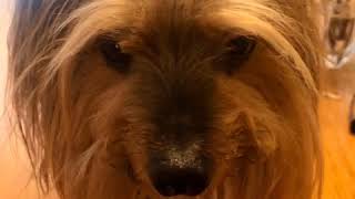 Woof! Register to Vote — because humans can