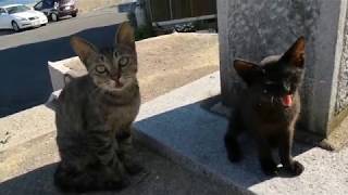 神社の階段下にいた野良猫親子をモフモフしたら