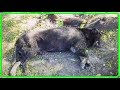 【衝撃】飼育放棄の悲しすぎる結末…全身を1000匹のノミとダニに襲われた老犬は、道端にゴミのように捨てられた…【世界が感動！涙と感動エピソード】