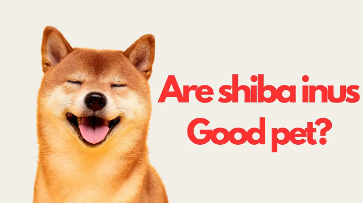 Don't Get A Shiba Inu Until You Watch This! 10 Pros and Cons of Owning a Shiba Inu